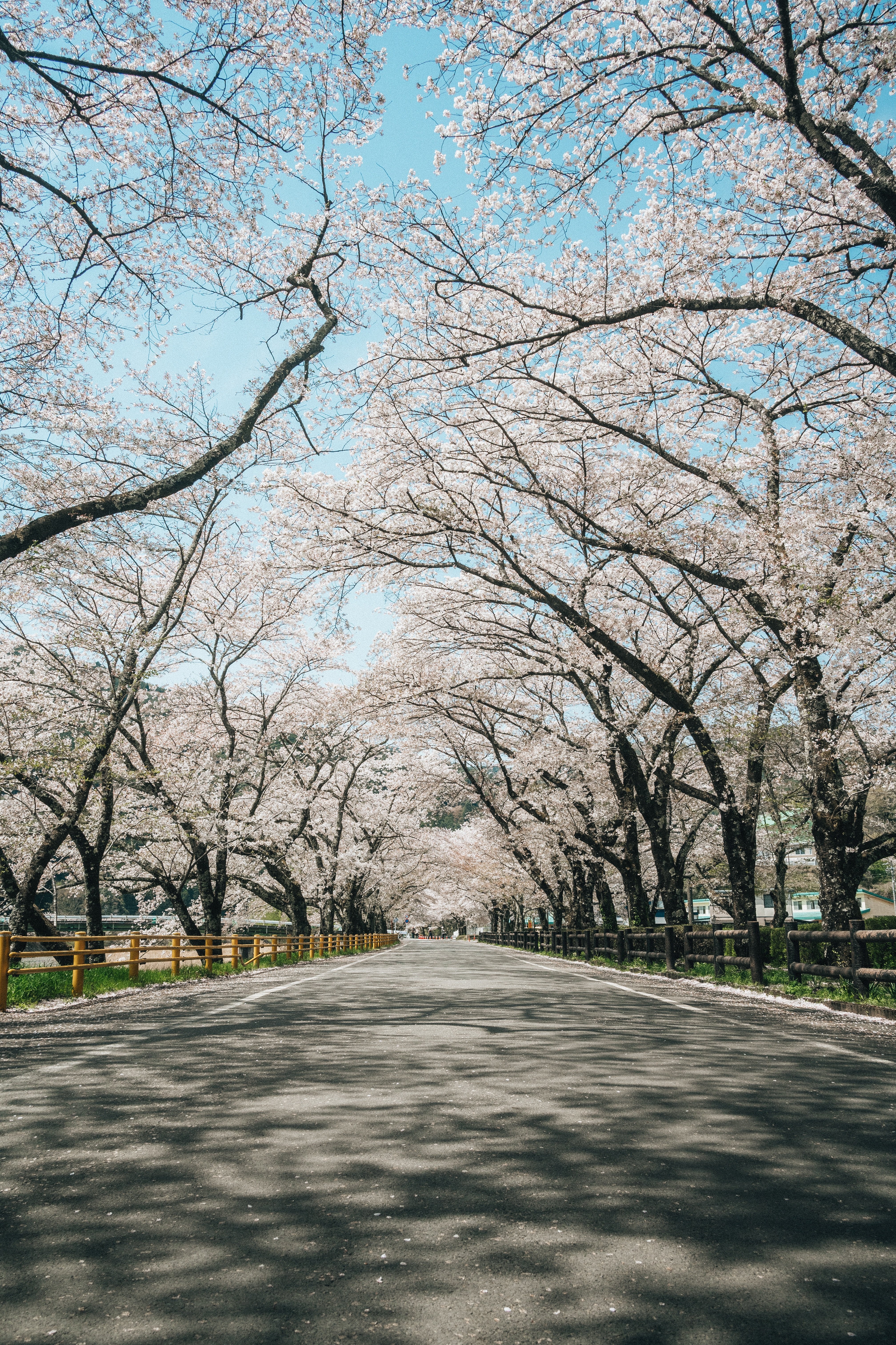 樱花树下的道路
